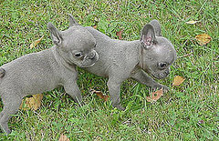 Globetrotters: Meet True Blue French Bulldog Pups Globetrotters: Meet True Blue French Bulldog Pups