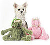Give These Fleas to Your Dogs!