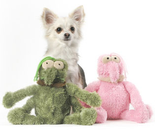 Give These Fleas to Your Dogs!