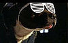 Which Is Your Favorite Dog Dressed as a Celebrity?