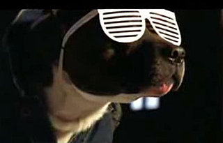 Which Is Your Favorite Dog Dressed as a Celebrity?