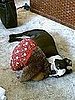 Do Tell: Do Your Dogs Nurse?