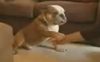 Forget Phelps, His Bulldog Herman Wins the Gold From Me!
