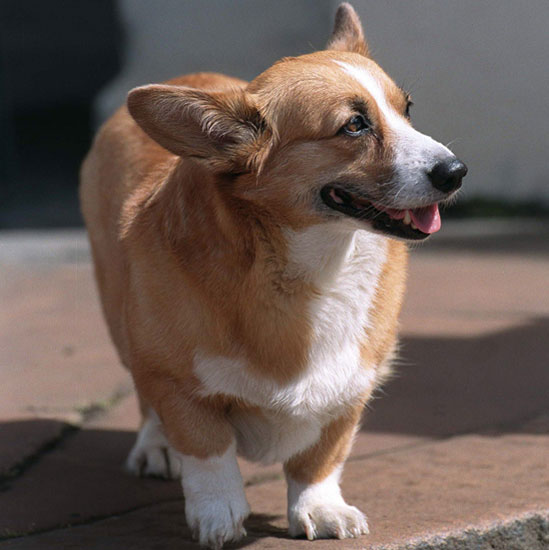 Guess What Breed? Guess What Breed?