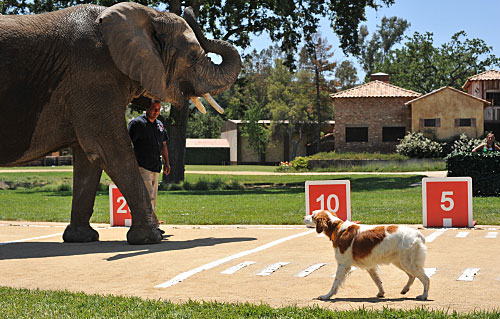 Greatest American Dog Recap: My Dog Can Fly!