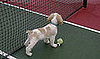 I Need Your Help . . . How to Refresh a Pooch Without a Bath?