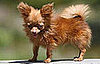 The Scoop: Dancer, One of the World's Smallest Dogs, Dies
