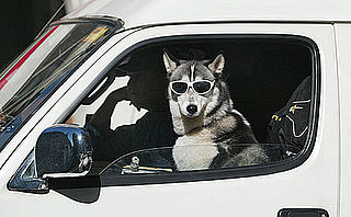 Have Pooch, Will Travel: What's Your Summer Destination?