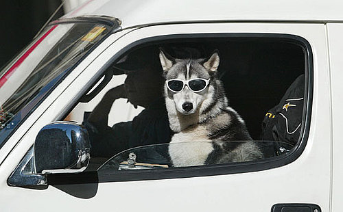 Have Pooch, Will Travel: What's Your Summer Destination?
