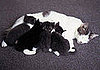 Did You Meet Your Pet's Birth Parents?