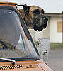 Guess What Breed?