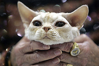 Guess What Breed?