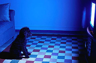 Do Tell: Do Your Pets Respond to the TV?