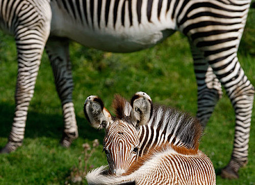 Florence, an Endangered Grevy's Zebra, Is Born in Scotland's Edinburgh Zoo
