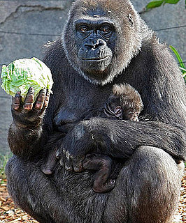 Guess What Animal?