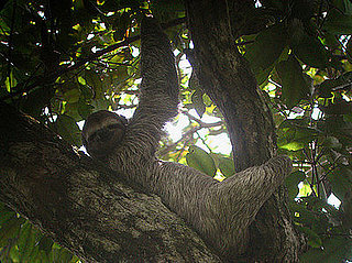 Is This Creature Cute or Creepy?