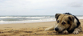 Do Your Dogs Do Their Business at the Beach?