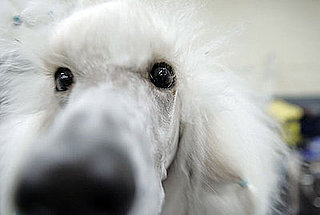 Guess What Breed?