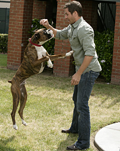 Trivia About the Boxer Breed