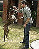 Trivia About the Boxer Breed