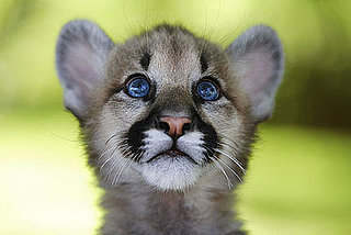 Guess What Animal?