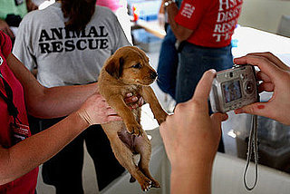How You Can Help Furry Victims of Hurricane Ike . . .