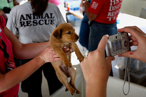 How You Can Help Furry Victims of Hurricane Ike . . .