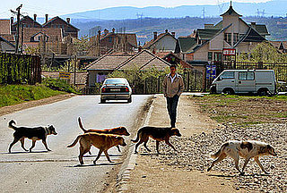 Feeding Strays – At the Very Least or At Your Own Risk?