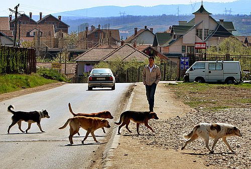 Feeding Strays – At the Very Least or At Your Own Risk?