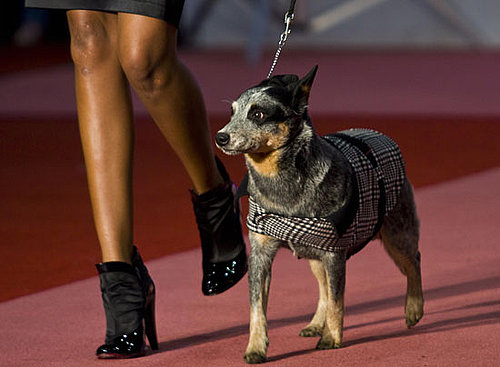In the Spotlight: Cani di Lusso Pet Fashion Show in Mexico City