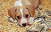 Do Tell: Are the Current Economic Crises Affecting Your Pets?