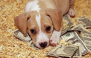 Do Tell: Are the Current Economic Crises Affecting Your Pets?