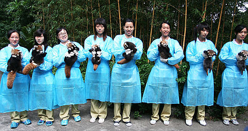 Eight Red Pandas Doing Great!
