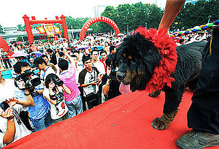 Guess What Breed?