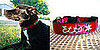 Pampered Pals: One-of-a-Kind Embroidered Collars