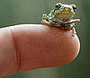 Catch-and-Release, This Frog's the Size of Your Fingertip