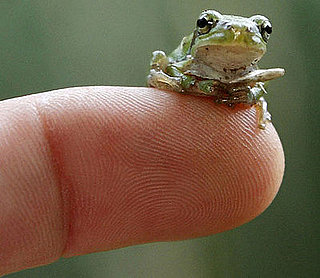 Catch-and-Release, This Frog's the Size of Your Fingertip