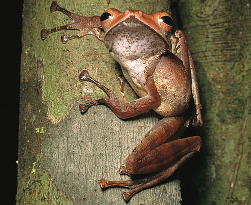 Creature Features: Tree Frogs
