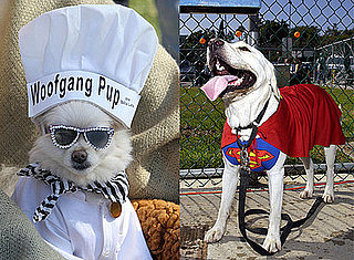 Will You Dress Your Pet Up for Halloween?