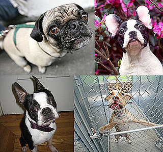 Do Tell: Is Your Purebred Ever Mistaken For Another Breed?