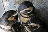 Penguins Are Air Force Jet Set: In the LINK of an Eye!