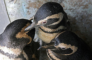 Penguins Are Air Force Jet Set: In the LINK of an Eye!