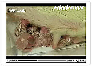 Cute Alert: One-Day-Old Albino Hedgehogs