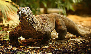 Guess What Animal?