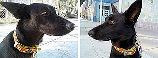 PetSugar Street Team: Dublin Dogs Make DIY Baths Easier!