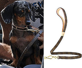 Do Agyness Deyn's Doggies Have LV Knockoffs or Not?
