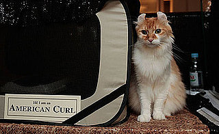 What Do You Know About the World's Largest Cat Show?