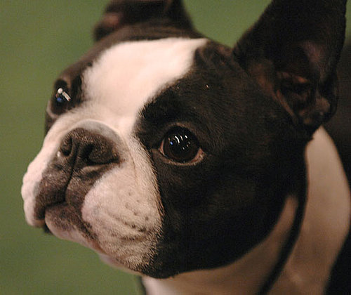 Boston Terrier Boston Terrier