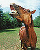 Quiz: Do You Have Any Horse Sense?