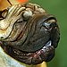 Chinese Shar-Pei